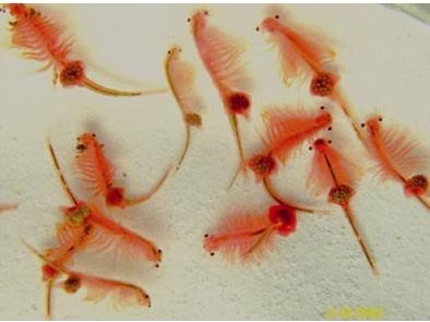 Quality Variety of artemia cysts manufacture with high hatching rate for sale