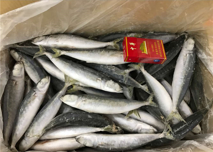 Buy Pacific Mackerel High Protein 70g Frozen Round Scad at wholesale prices