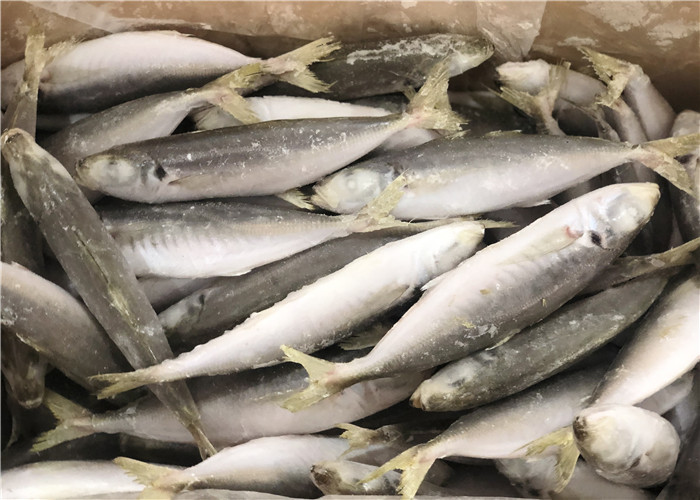 Buy 120g Whole Round High Protein Frozen Pacific Mackerel at wholesale prices