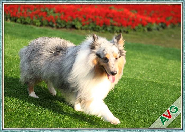 Quality UV Resistant Dog Pet Artificial Turf / Synthetic Grass Eco Friendly Installation for sale