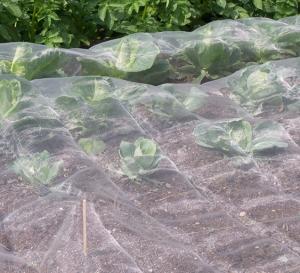 Quality anti insect repel protection net HDPE 40 50 mesh 45g 60g 70g agricultural insect net for sale