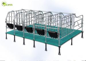 Quality Swine Farm Galvanized Pipe Pig Gestation Stalls / Pregnant Swine Gestation Crates for sale
