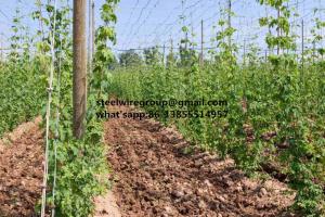 Quality Galvanized Steel Wire for Vineyard for sale