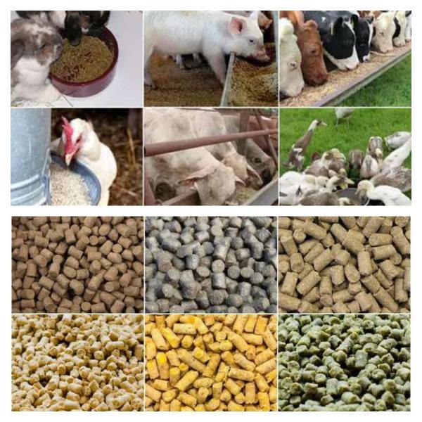 Poultry Feed Pellet Maker Electric Animal Feed Pellet Processing Machine