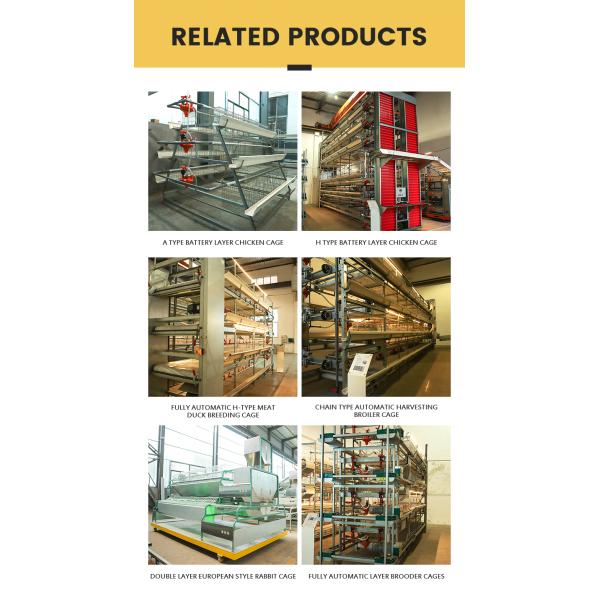 Complete Automatic Pullets Rearing Chicken Brooding Cage for Poultry Thousand Chickens