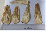 Angelica sinensis root; Chinese Angelica ;Radix Angelicae Sinensis