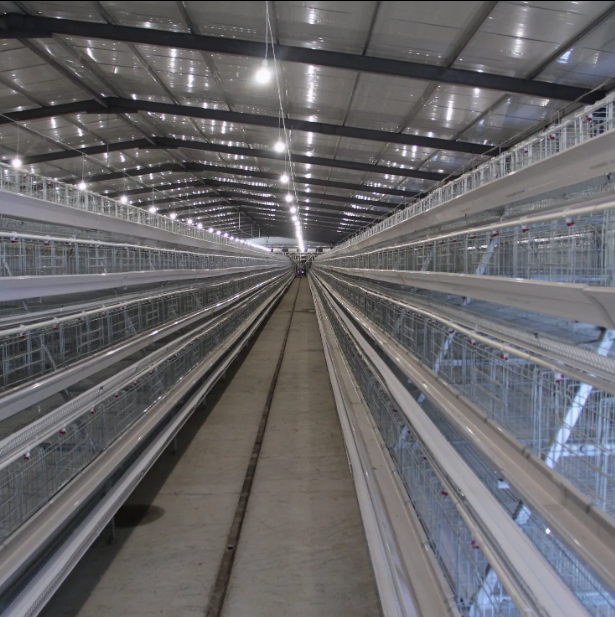 Custom Large Cascaded Layer Cage with Automatic Egg Collection and Galvanized Steel Construction in Customizable Tiers