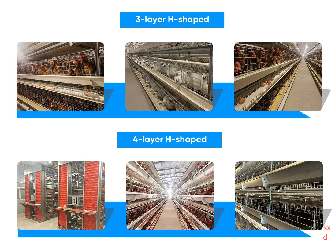 H Shaped Stacked Layer Chicken Cage with Modular Structure, Automatic Ventilation System, and Hot-DIP Galvanized Steel