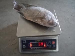 Quality Frozen Tilapia Fish Gutted Scaled ,IQF,IWP PACKING for sale