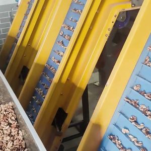 Automatic Walnut-Kernel Separating Machine With Multi Grade Adaptive Outlets And