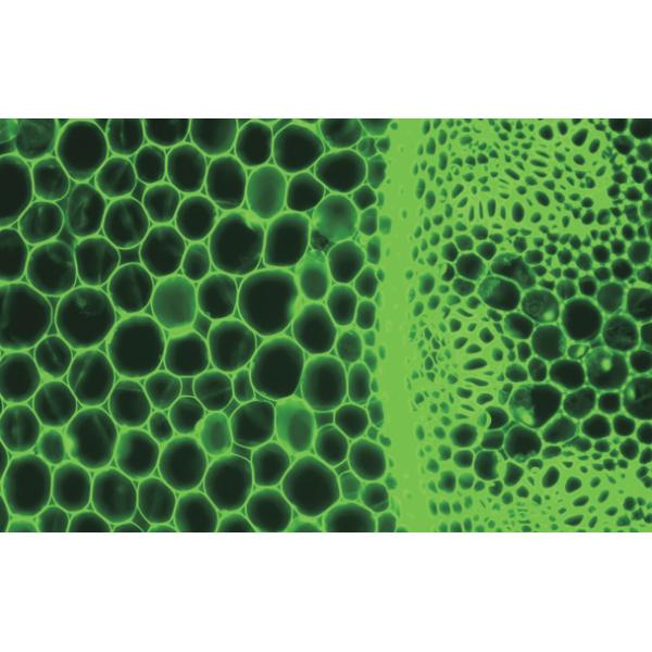 Streamlined Design B80iF Inverted Biological Microscope For Cell Tissue Observation