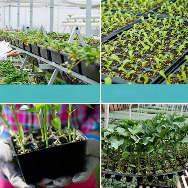 Black Plastic Nursery Seedling Tray PP Rectangular Flat Bottomed For Sprouts