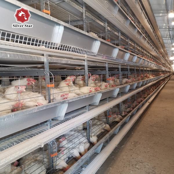 H Type Poultry Equipment Automatic Battery Cage System 9 Layers / Cell