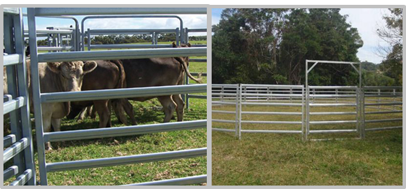 Smooth Surface Cattle Yard Panels , Lightweight Livestock Panels Anti Broken