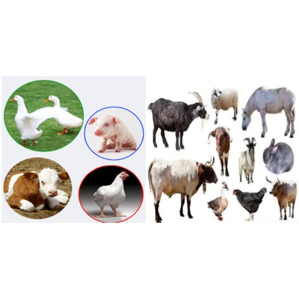 Poultry Feed Pellet Mill Machine Pellet Mill Pellet Making Machine Machine Household 15HP 2200r/M