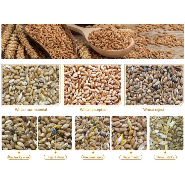 Barley/Oat/DrumWheat/Black wheat Colour Sorter Machine with optimized system structure