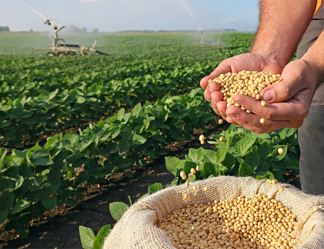 High Efficiency NPK Compound Fertilizer Fast Release Nutrient Rich