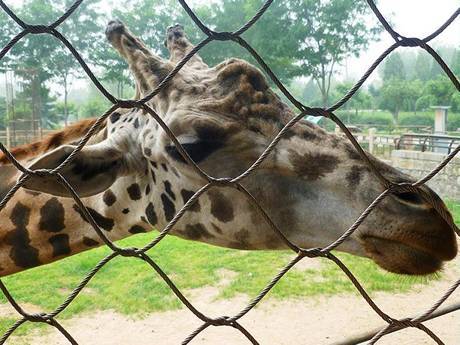 Stainless Steel Wire Rope Deer Enclosure Mesh