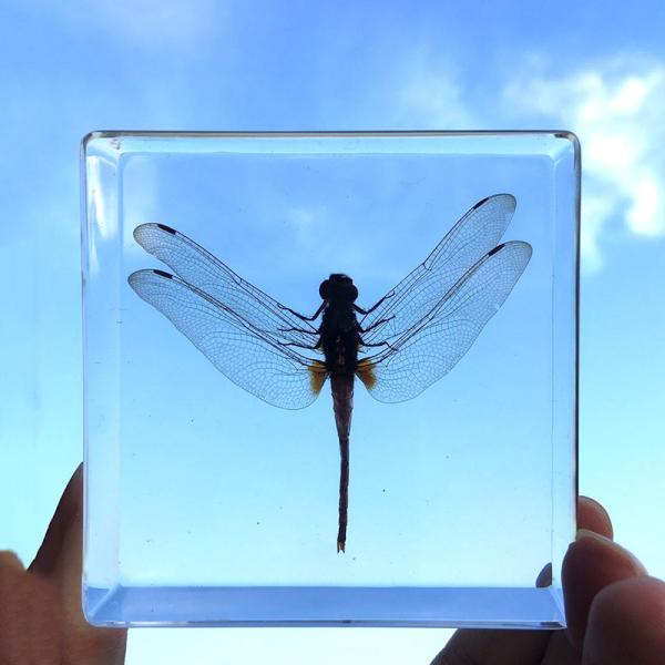 cubic Acrylic resin paper weight with custom embedding inside