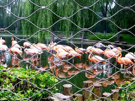 Stainless Steel Wire rope aviary mesh