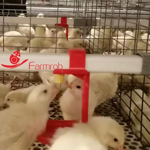 H-type chick brooder cage system in poultry farm