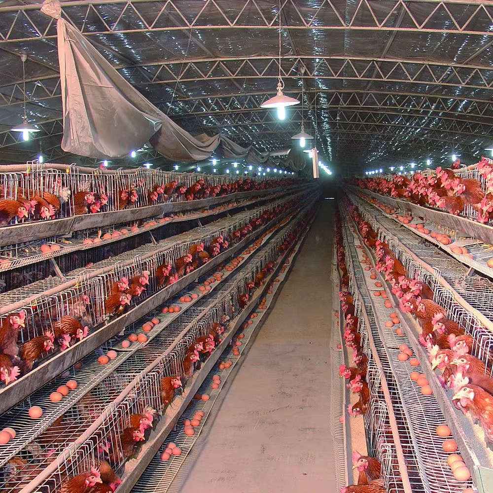 Close-up view of chicken cage structure
