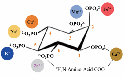 High-Temp Phytase Enzyme For Poultry Feed Reducing Feed Ingredients DCP Use