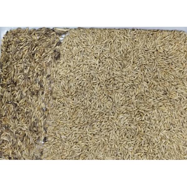 Automatic 7 Chutes Farm Processing Line Used Wheat Barley Color Sorting Machine With Toshiba Camera