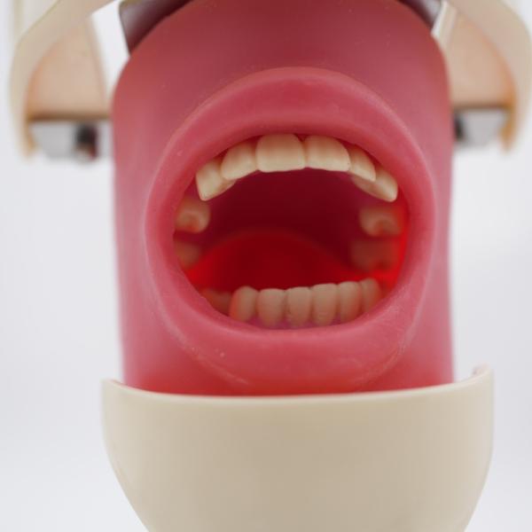 Dental Teaching Tooth Model Dental Simulator System Phantom Head for Training New Dental Implant Simulator Head