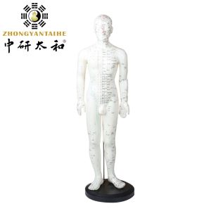 Versatility Various Acupuncture Techniques Body Model Weighing Approximately 5kg