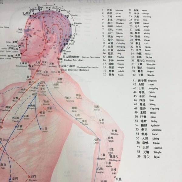 English Acupuncture Wall Chart 7PCS Per Set Human Acupuncture Chart