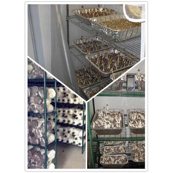 plant growing wire racks