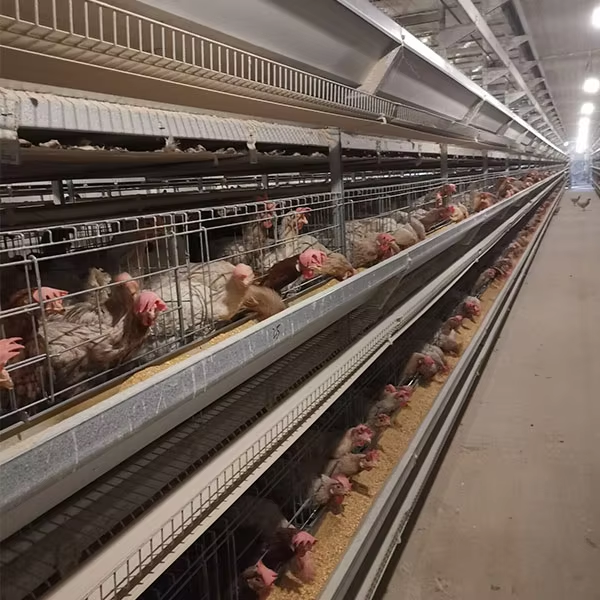 Automatic Layer Chicken Cage System with Hot-Dip Galvanized Steel Multi-Tier Manure Removal and Automated Feeding