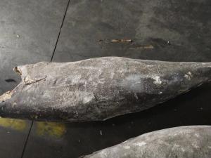 China IQF Super Wholesale Seafrozen Good quality Oilfish Hgt 10kg＋