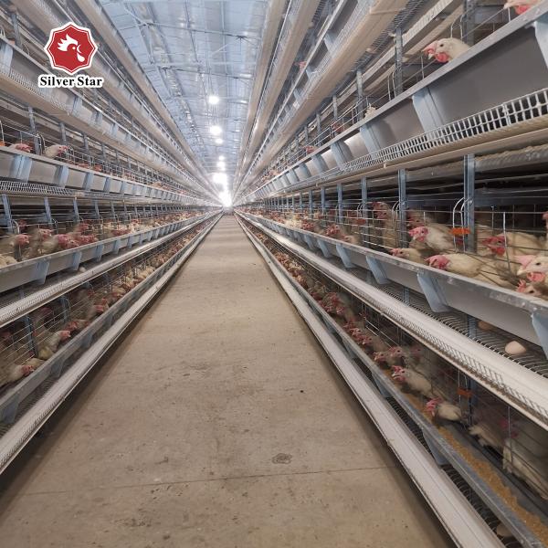 H Type Poultry Equipment Automatic Battery Cage System 9 Layers / Cell