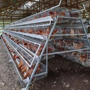 Quality Custom Q235 Multi Layer Battery Chicken Cage Chicken Coop Chicken Equipment for sale