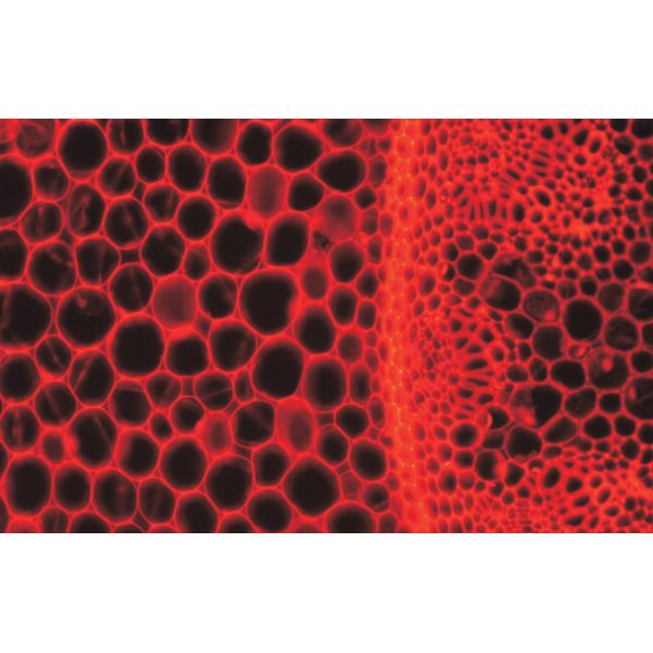 Streamlined Design B80iF Inverted Biological Microscope For Cell Tissue Observation