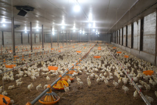 Fully Automated High-Density Vertical Layer Cage System with Corrosion Resistant Multi-Tier Battery Cage