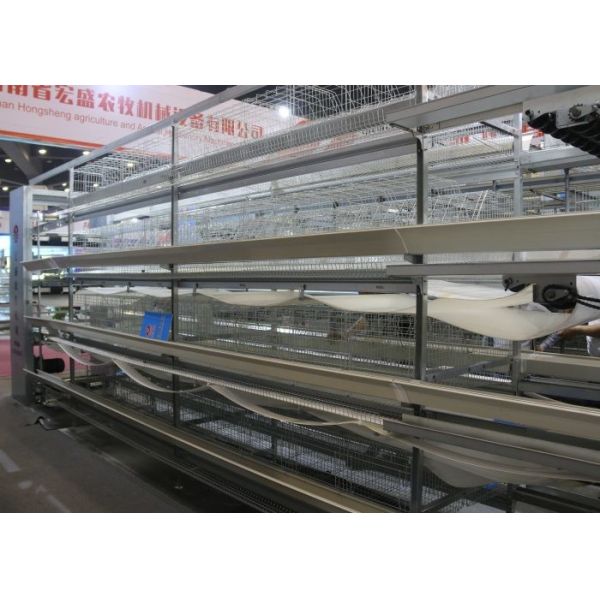 Hot Galvanized Poultry Manure Removal System 5 Tiers Intelligent Control
