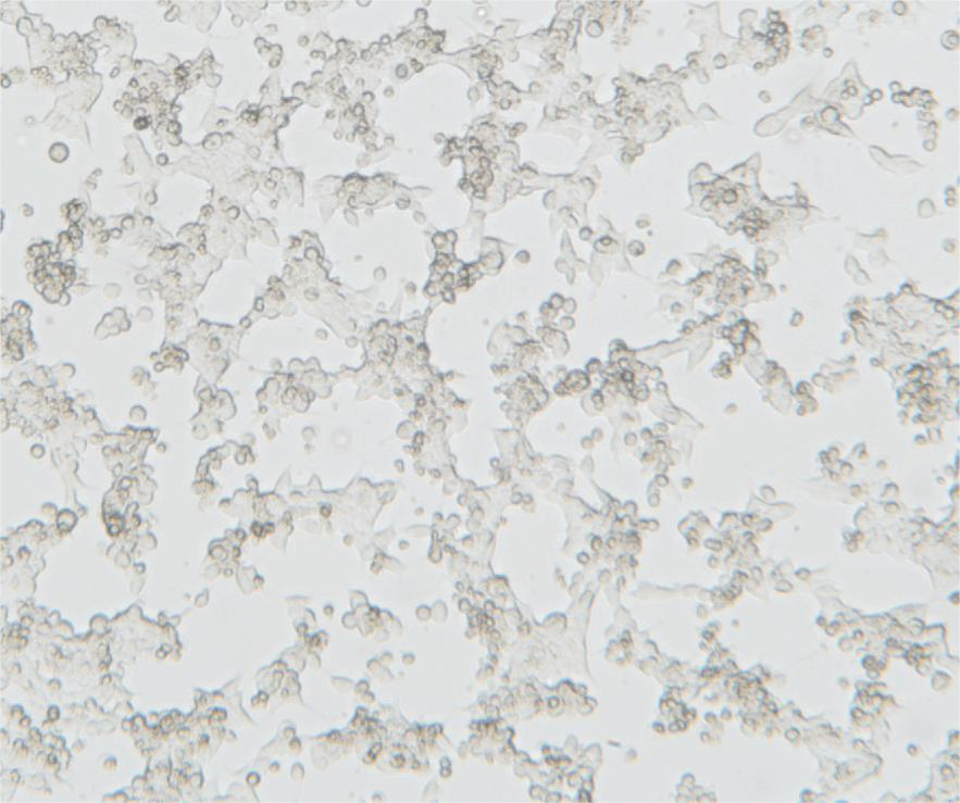 Inverted Biological Microscope B60iL Special Microscope For Cell Factory Observation