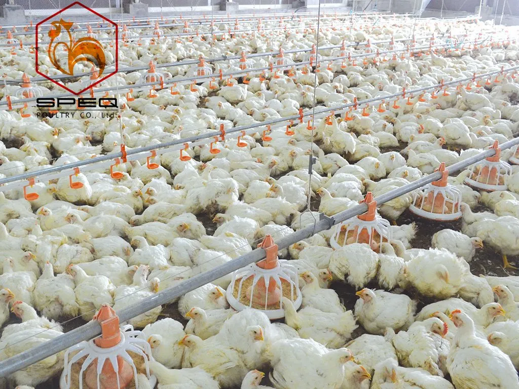 Adjustable Anti Waste Automatic Pan Feeding System for Efficient Broiler Feeding