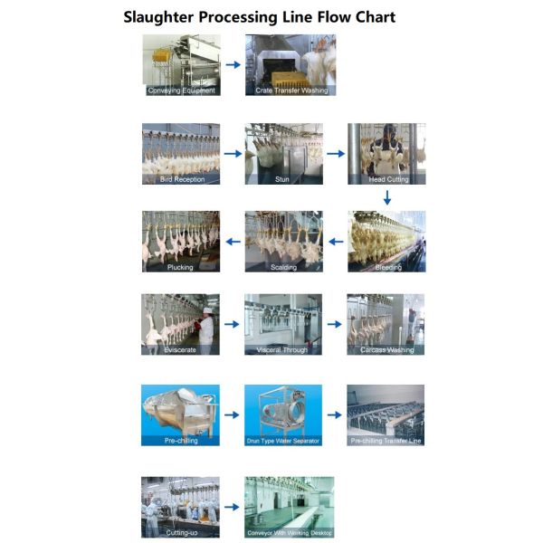 Halal Poultry Automatic Abattoir Chicken Slaughtering Processing Scalding Plucking Machine