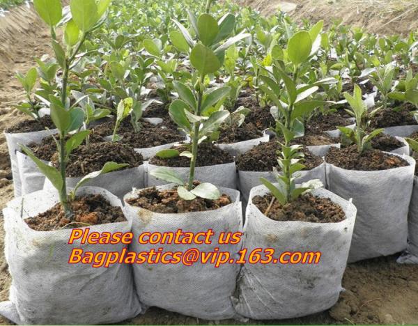 5 gallon Plastic Smart Ginger or Potato Planting Pots for home garden,PP potato grow pot planting bag,potato planter pot