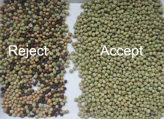 CCD Green Bean Color Sorting Machine 192 Channels