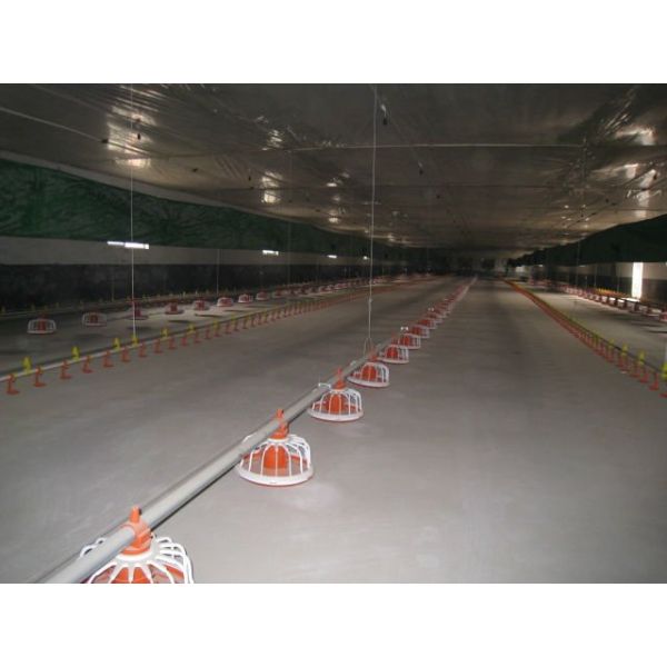 stockline for chicken breeding