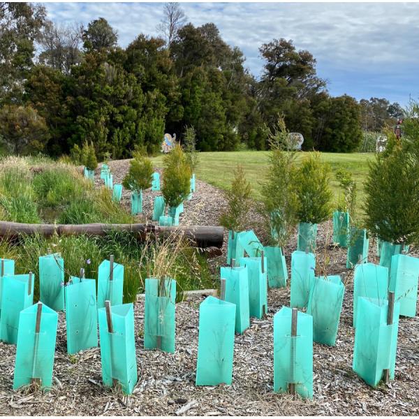 3mm Green Plastic Corflute Tree Guards UV Protector Waterproof