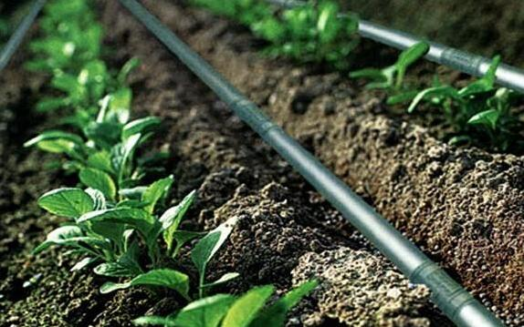 Stable Structure Agricultural Multi Span Greenhouse 30-100m Length