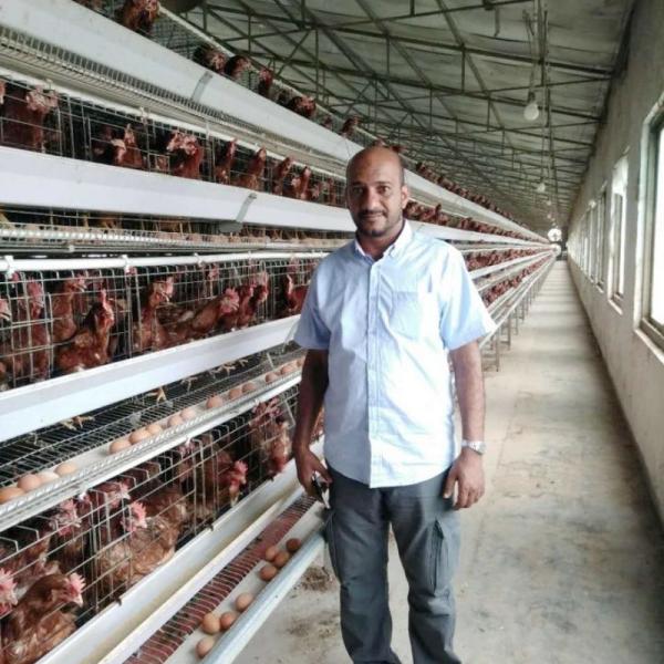 Poultry Farm A Type Chicken Cages For Laying Eggs Stable Structure