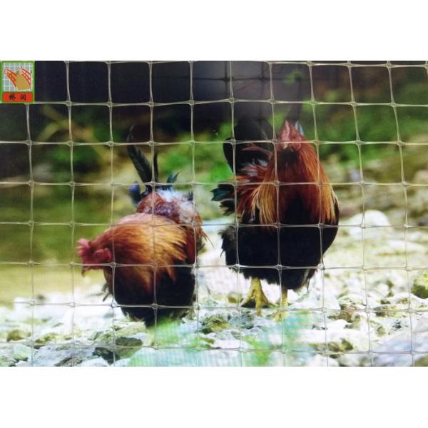 Transparent Plastic Poultry Netting, Plastic Poultry Netting, Chicken Wire Mesh Fencing, Thailand Chicken Net