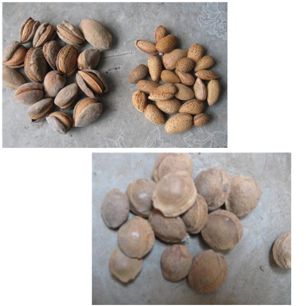 almond kernel shell separator with two fans, almond separating machine